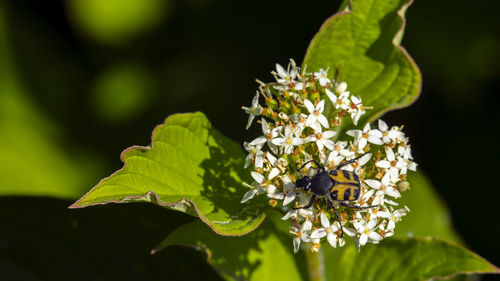 Close-up of insect on flower