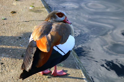 Close-up of mandarin duck at lakeshore