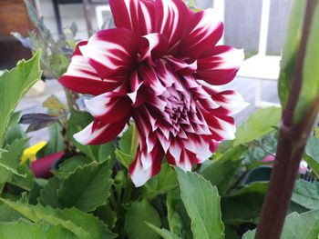 Close-up of flowers blooming outdoors