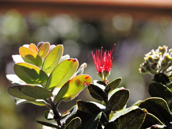 Close-up of red flowers blooming outdoors