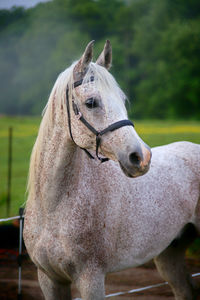 Spotted white horse at ranch