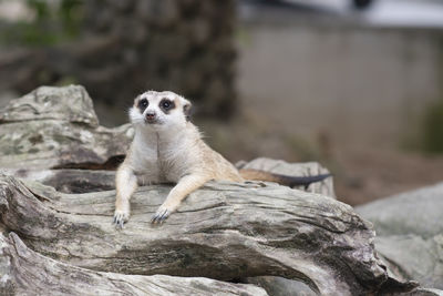 Portrait of sheep sitting on rock