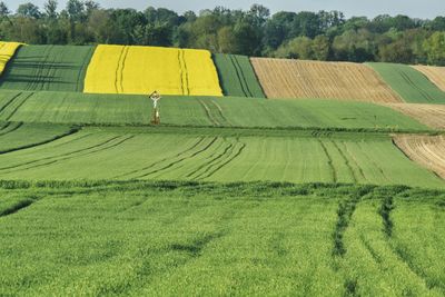 Scenic view of agricultural field