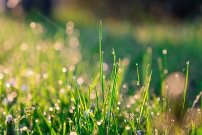 Close-up of water drops on grass