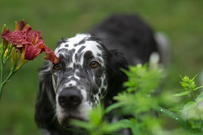 Dog english setter