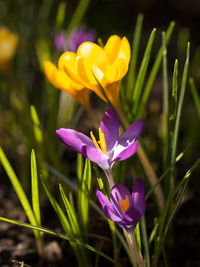 Close-up of purple crocus flowers on field