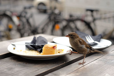 Sparrow by cake on table at sidewalk cafe