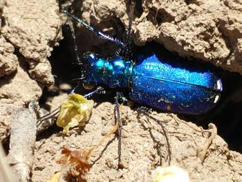 Close-up of insect on rock