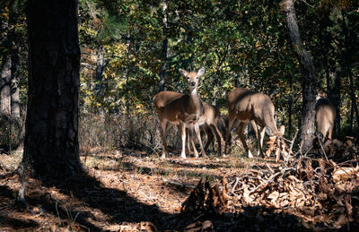 Deer in the forest in autumn