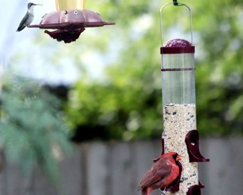 Close-up of bird perching on feeder