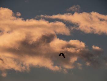 Low angle view of silhouette birds flying in sky