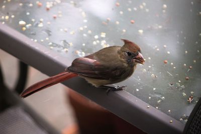 Close-up of bird perching on plate