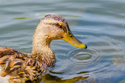 Female mallard duck, anas platyrhynchos, in the grand river at the grand haven, michigan, boardwalk.