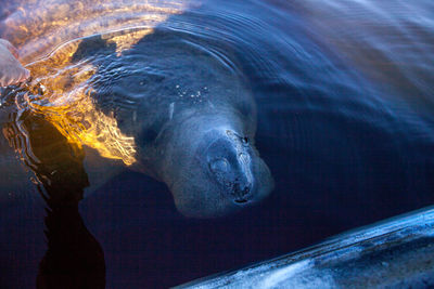 Friendly west indian manatee trichechus manatus floats near a kayak in southern florida.