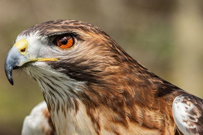 Close-up of hawk