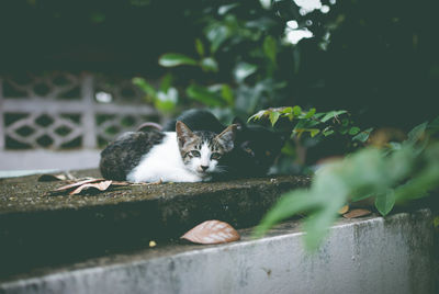 Cat on retaining wall