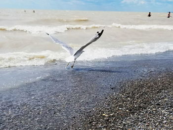 Seagulls flying over beach against sky