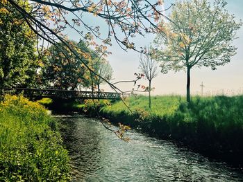 Trees in river