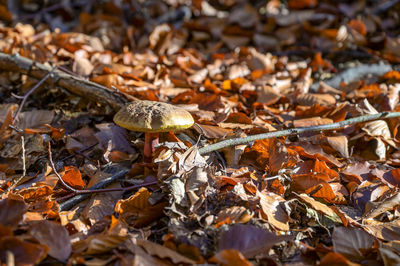 Close-up of autumn leaves on field