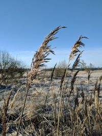 Close-up of reed growing on field against clear sky