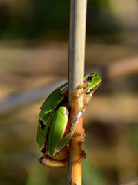 Close-up of lizard