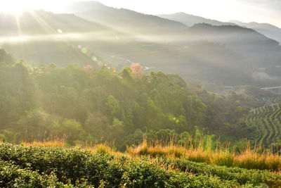 Scenic view of landscape against sky