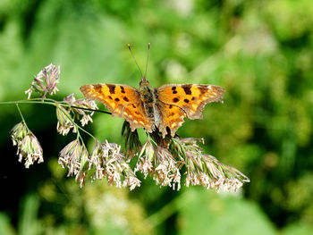 Close-up of butterfly pollinating on flower