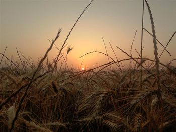 Wheat crops on field against sky during sunset