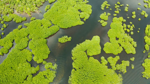 River in tropical mangrove green tree forest top view. mangrove jungles, trees, river. 