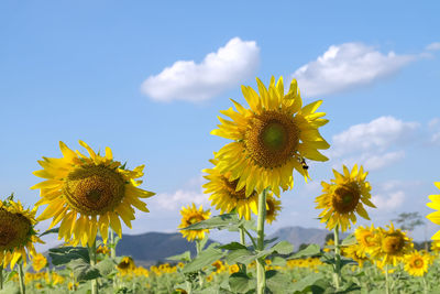 Close-up of yellow flowering plant on field against sky