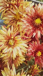 Close-up of flowers blooming outdoors