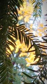 Low angle view of palm tree against sky