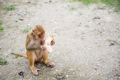 Monkey eating bread at zoo