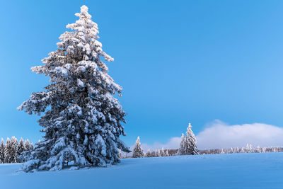 Snow covered tree against blue sky