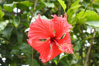 Close-up of red hibiscus flower