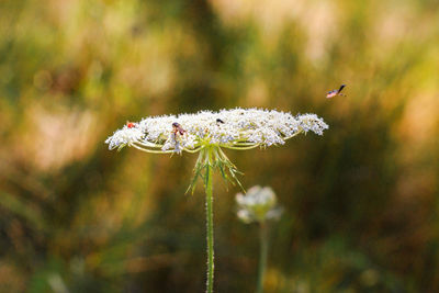 Close-up of insect on plant