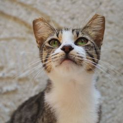 Close-up portrait of tabby cat