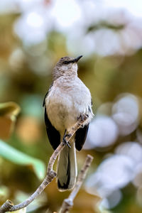 Close up of a northern mockingbird perched on a branch.