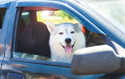 A dog siberian husky sitting in a car, looking out the open window, smiling with his tongue out. 