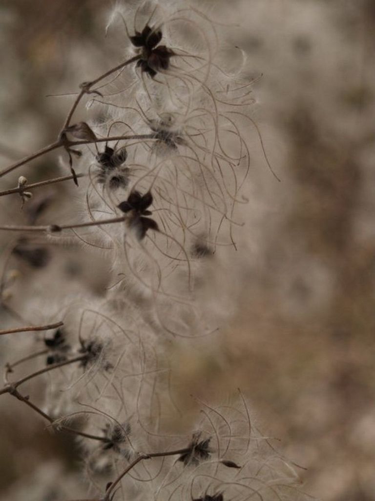 focus on foreground, plant, close-up, dry, nature, growth, fragility, stem, dead plant, twig, tranquility, beauty in nature, outdoors, flower, field, selective focus, day, dried plant, no people, branch