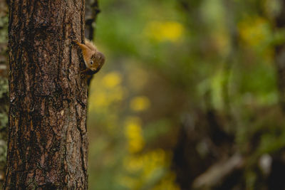 Close-up of lizard on tree trunk