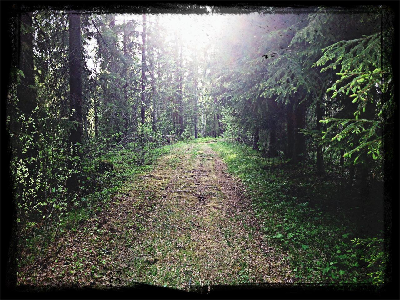 Forest path