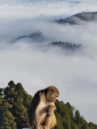 Close-up of monkey