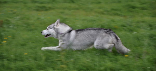 Side view of dog in water
