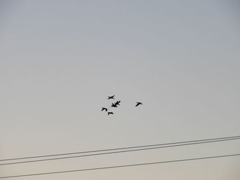 Low angle view of birds flying against clear sky