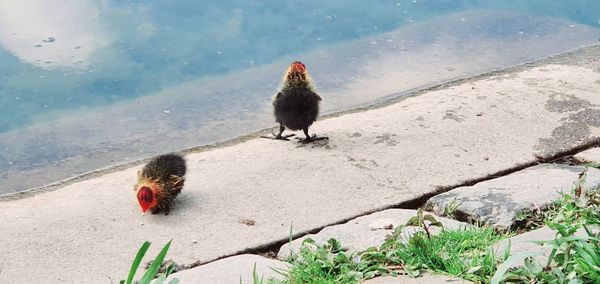 High angle view of birds by the lake