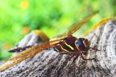 Close-up of insect