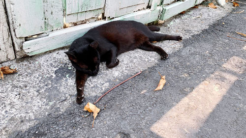 High angle view of dog on footpath