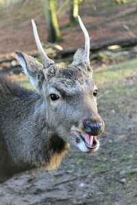 Close-up portrait of deer