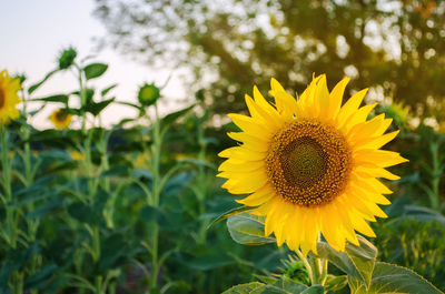 Beautiful young sunflower growing in a field at sunset. agriculture and farming. agricultural crops.